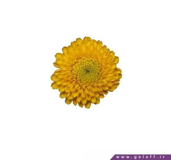 سفارش گل کرزنتیا پینت بال سانی – Chrysanthemums | گل آف